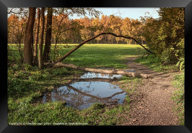 Pathway in the wood Framed Print by Claudio Lepri