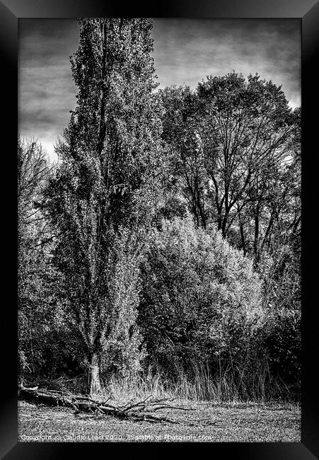 Group portrait of trees in black and white Framed Print by Claudio Lepri