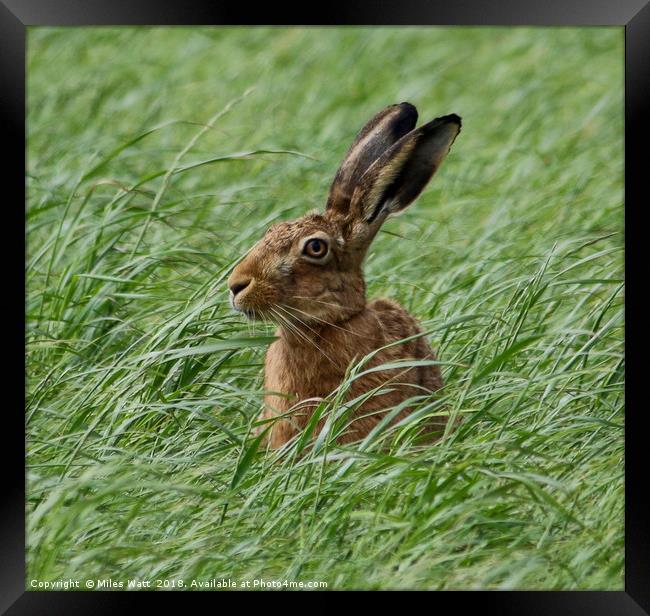 Inquisitive Hare Framed Print by Miles Watt