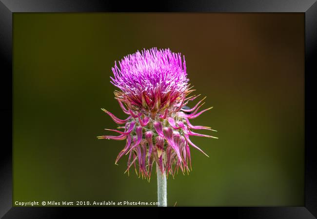 Thistle In The Sun Framed Print by Miles Watt