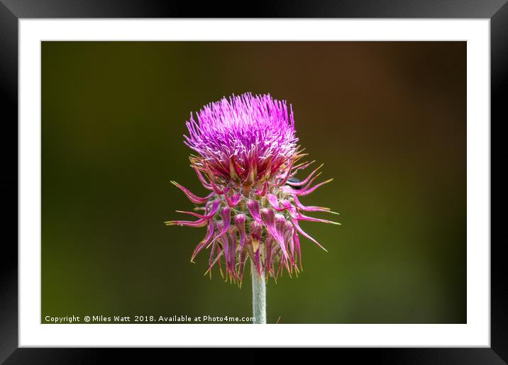 Thistle In The Sun Framed Mounted Print by Miles Watt