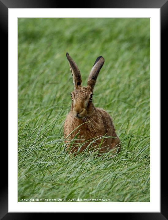 Proud Hare Framed Mounted Print by Miles Watt