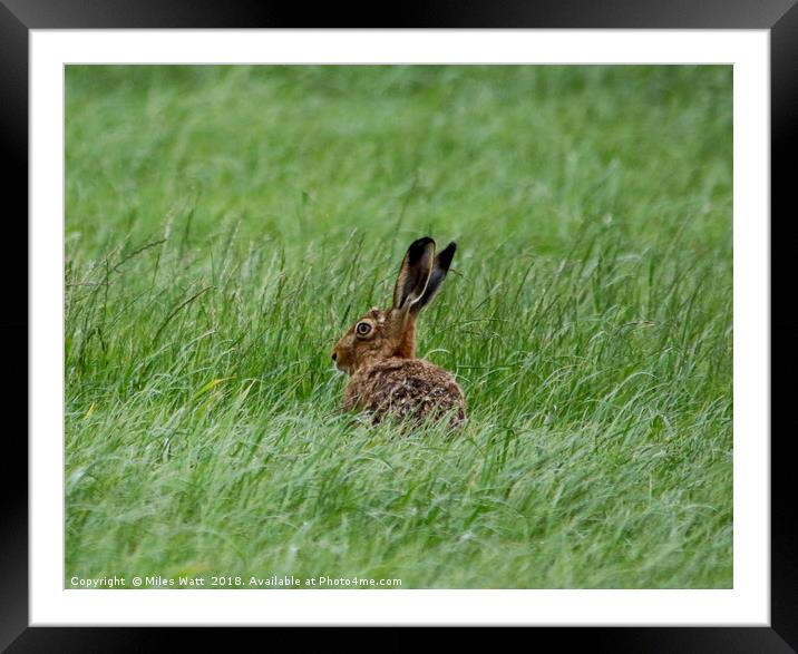 Sulking Hare  Framed Mounted Print by Miles Watt