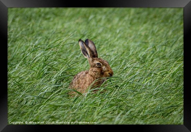 Inquisitive Hare - Is This My Best Side? Framed Print by Miles Watt