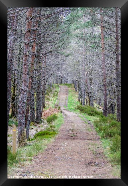 Glen Affric Woodland Walk Framed Print by Miles Watt