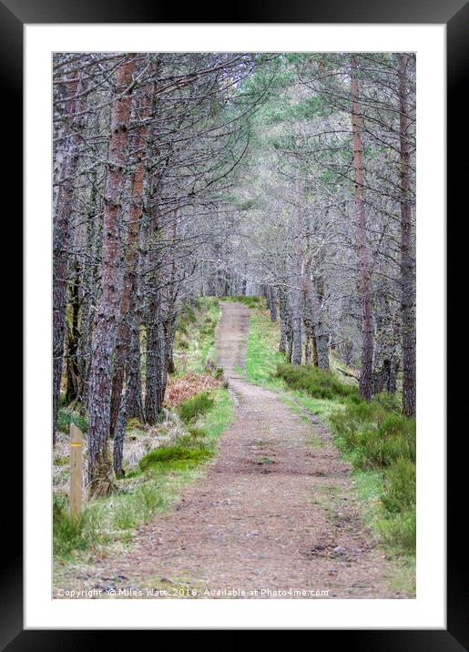 Glen Affric Woodland Walk Framed Mounted Print by Miles Watt