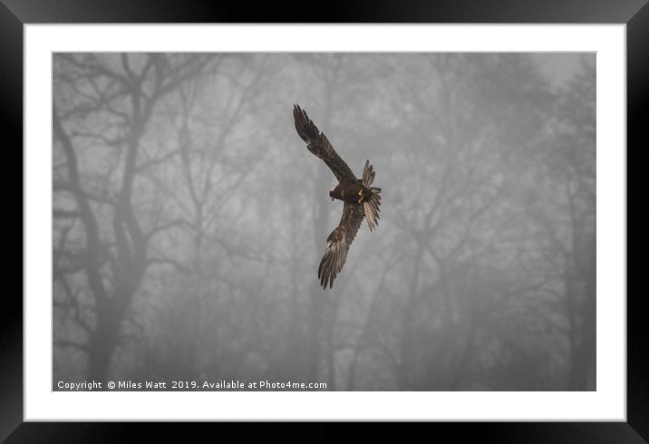 Marsh Harrier in the Mist Framed Mounted Print by Miles Watt