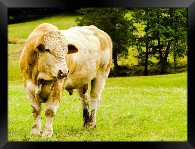 My friend the young Charolais bull Framed Print by Stephen Robinson