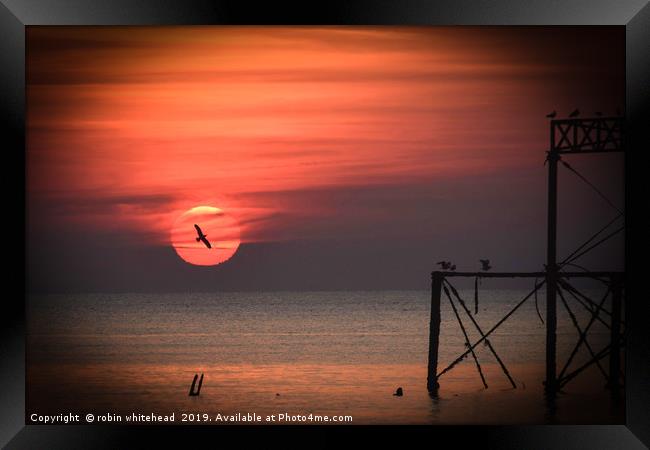 Seagull in the Sunset Framed Print by robin whitehead