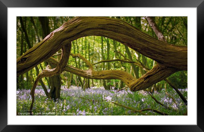 Spring in Woodland Framed Mounted Print by robin whitehead