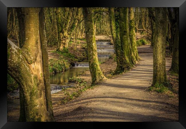 Tehidy Woods  Framed Print by craig parkes