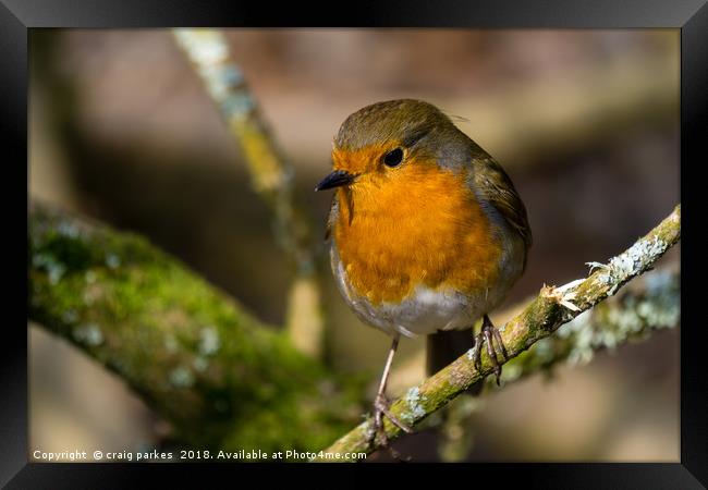 Robin perched on a branch Framed Print by craig parkes