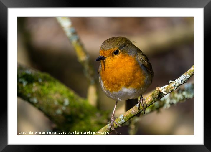 Robin perched on a branch Framed Mounted Print by craig parkes