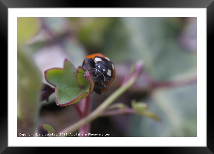 Ladybird close up Framed Mounted Print by craig parkes