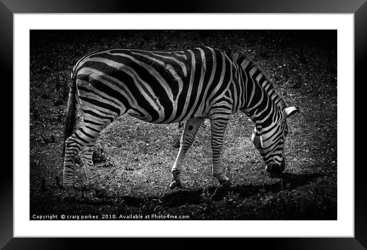 Amazing Zebra Framed Mounted Print by craig parkes