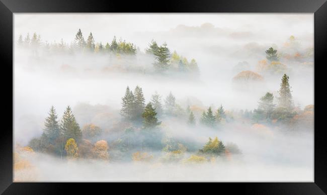 Trees in the mist Framed Print by Tony Higginson
