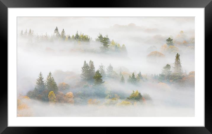 Trees in the mist Framed Mounted Print by Tony Higginson