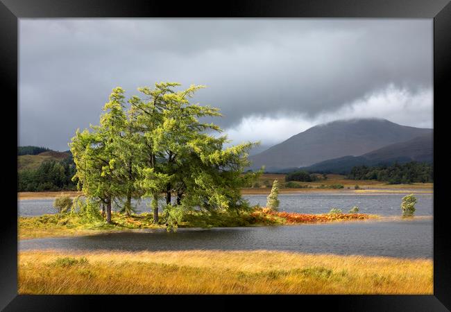Larch trees Loch Tulla Framed Print by Tony Higginson