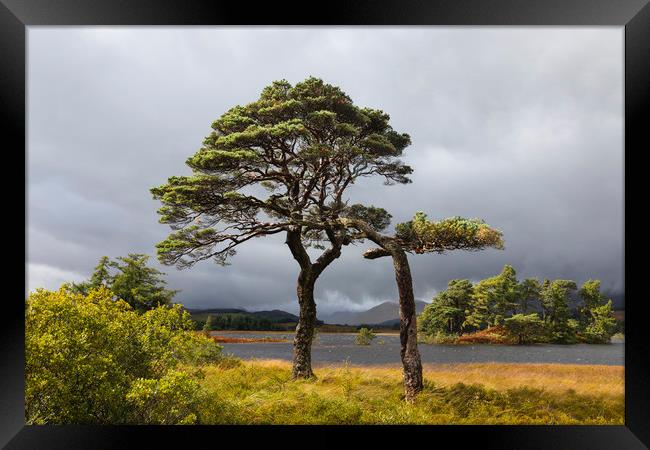 Scots Pines Loch Tulla Framed Print by Tony Higginson