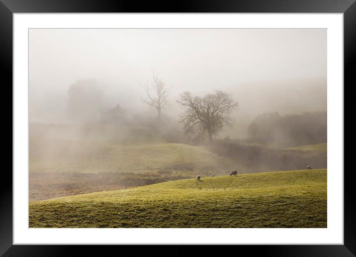 Lakeland sheep in the mist Framed Mounted Print by Tony Higginson