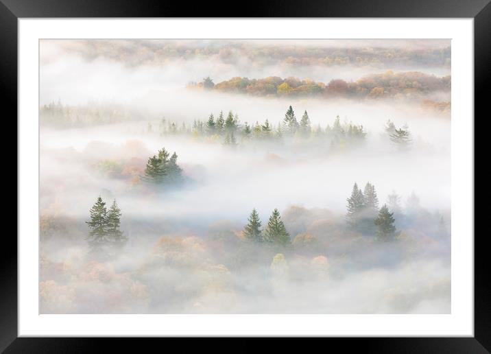 Misty Trees by Windermere Framed Mounted Print by Tony Higginson