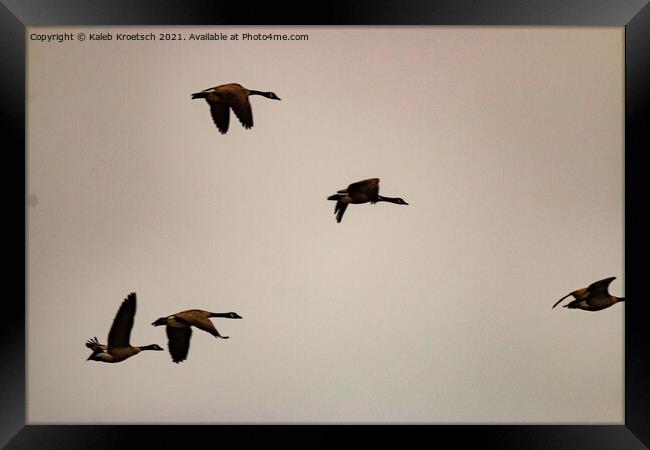 Migrating geese in winter  Framed Print by Kaleb Kroetsch