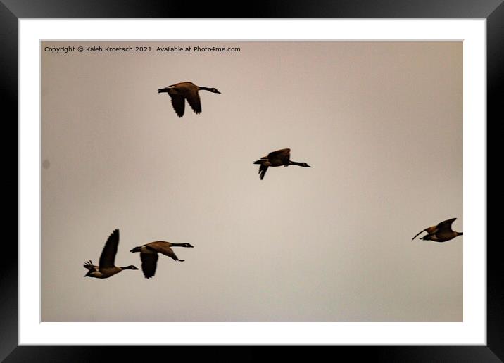 Migrating geese in winter  Framed Mounted Print by Kaleb Kroetsch