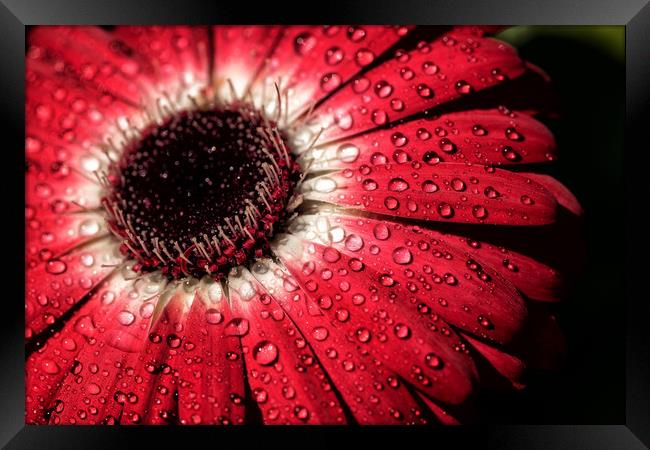 Water droplets on a flower Framed Print by James Daniel