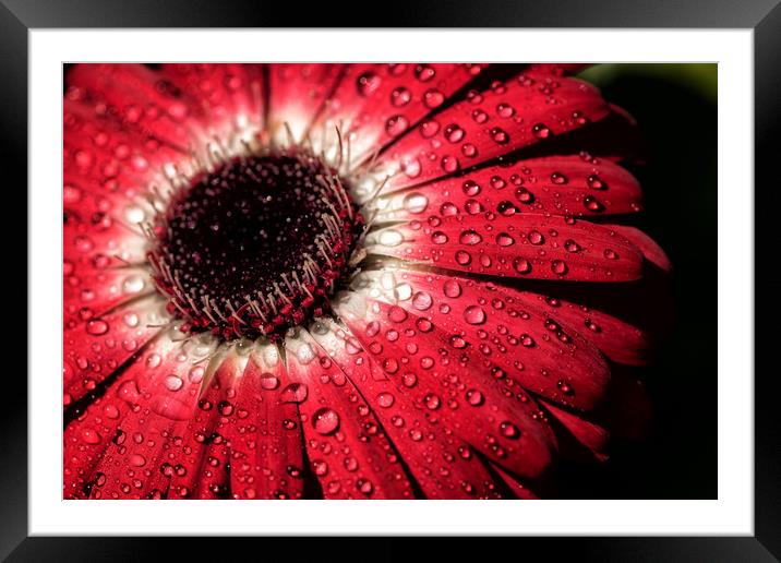 Water droplets on a flower Framed Mounted Print by James Daniel