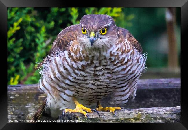 Sparrowhawk Stare Framed Print by Mike Grundy