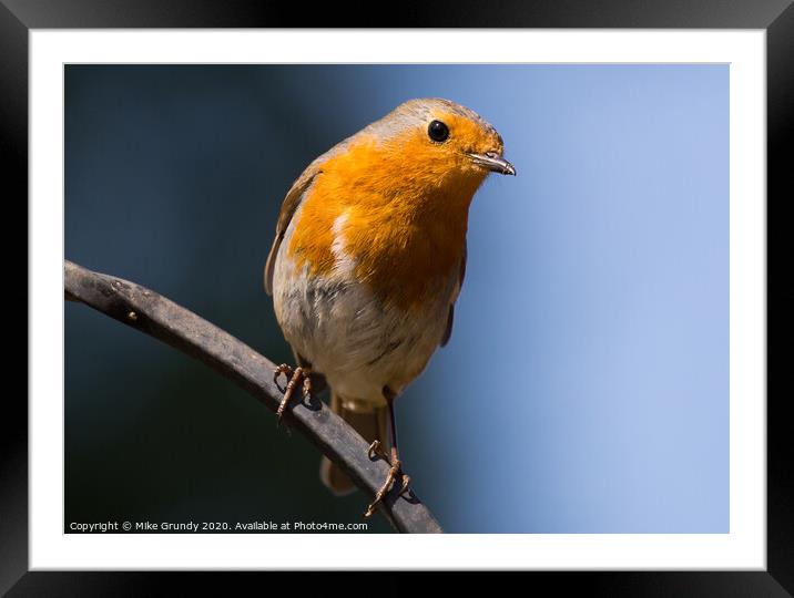 Inquisitive Robin Framed Mounted Print by Mike Grundy