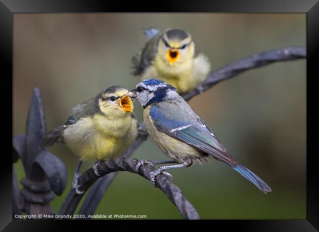 Blue Tits feeding young Framed Print by Mike Grundy