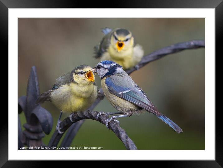 Blue Tits feeding young Framed Mounted Print by Mike Grundy