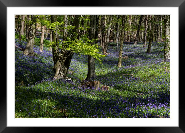 Ten Acre wood, Margam, Port Talbot South Wales Framed Mounted Print by Jenny Hibbert