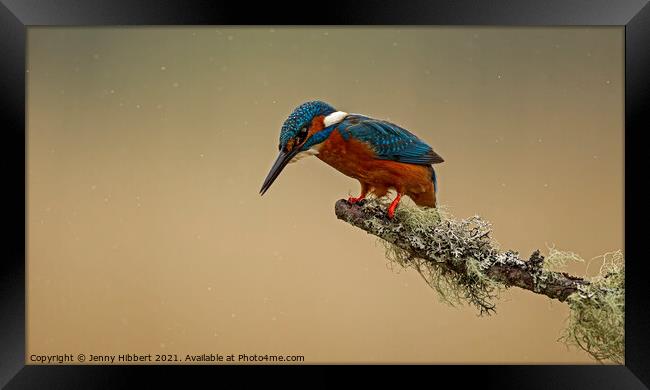 Kingfisher looking for fishes Framed Print by Jenny Hibbert