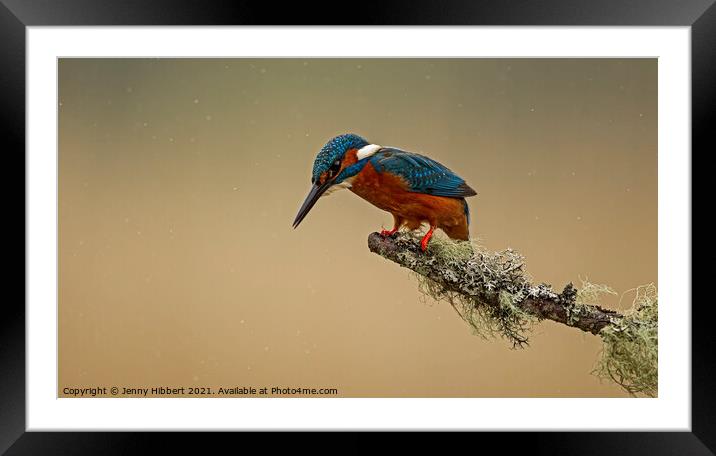 Kingfisher looking for fishes Framed Mounted Print by Jenny Hibbert