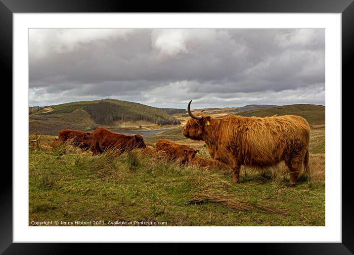 A herd of Highland cattle with Nant-y-Moch reservoir in the distance Framed Mounted Print by Jenny Hibbert