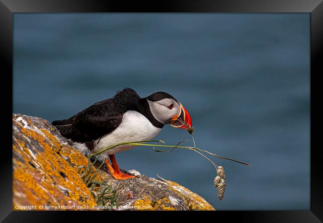 Puffin trying to pull out grass for nest Framed Print by Jenny Hibbert