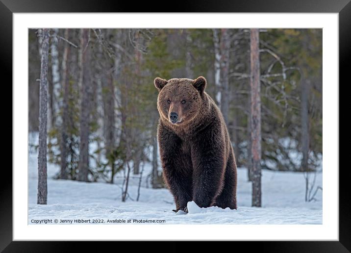 Brown bear in the snow Finland Framed Mounted Print by Jenny Hibbert