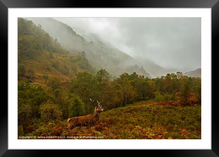 Young Stag in Glen Nevis Highlands of Scotland Framed Mounted Print by Jenny Hibbert