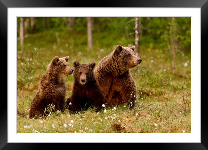 Family Brown bears in swamp Framed Mounted Print by Jenny Hibbert