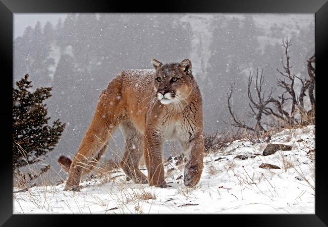 Cougar up in the mountains, North America Framed Print by Jenny Hibbert