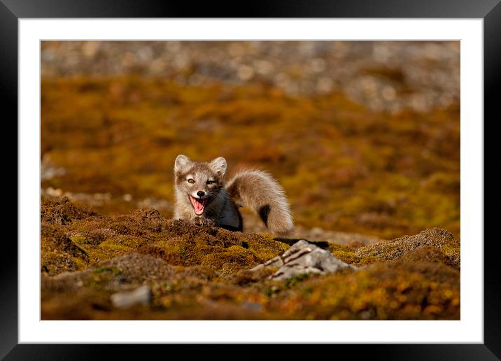 Arctic Fox cub in tundra Svalbard Arctic Framed Mounted Print by Jenny Hibbert