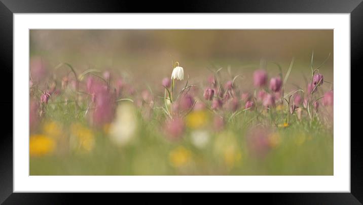  Meadow full of Snakes head Fritillary, Cricklade Framed Mounted Print by Jenny Hibbert