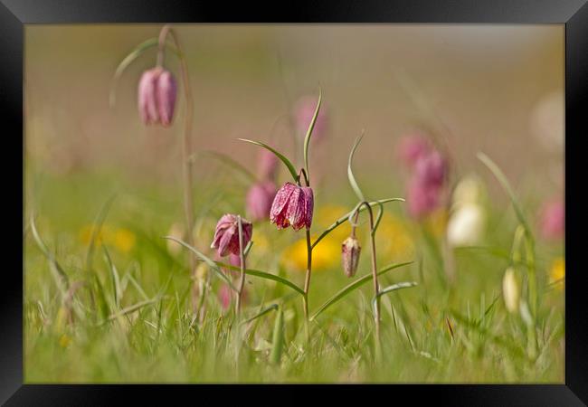 Snakes head Fritillary in meadow, Cricklade Framed Print by Jenny Hibbert