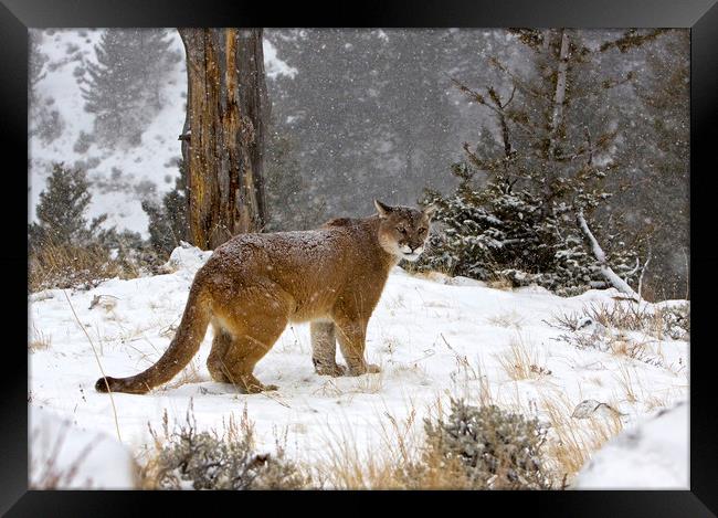 Cougar out in the snow North America Framed Print by Jenny Hibbert