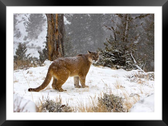 Cougar out in the snow North America Framed Mounted Print by Jenny Hibbert