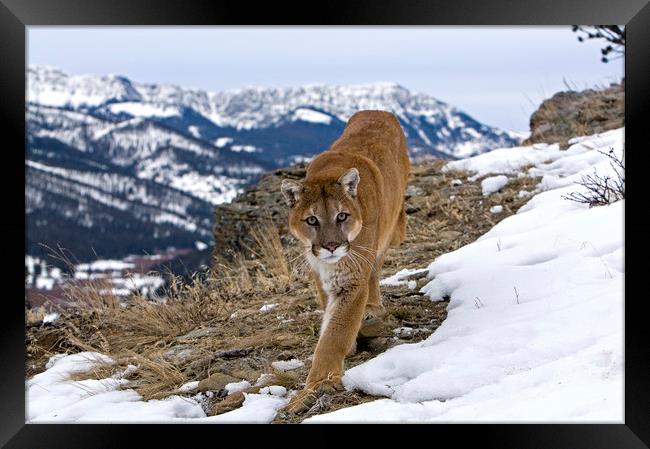 Cougar high up in the mountains North America Framed Print by Jenny Hibbert
