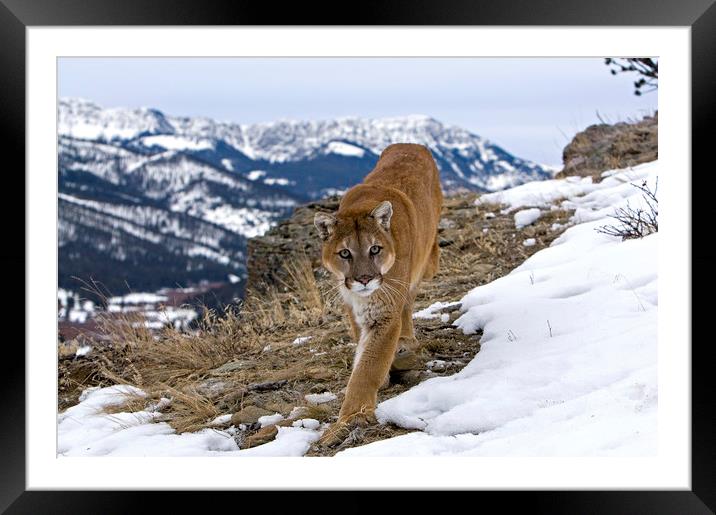 Cougar high up in the mountains North America Framed Mounted Print by Jenny Hibbert