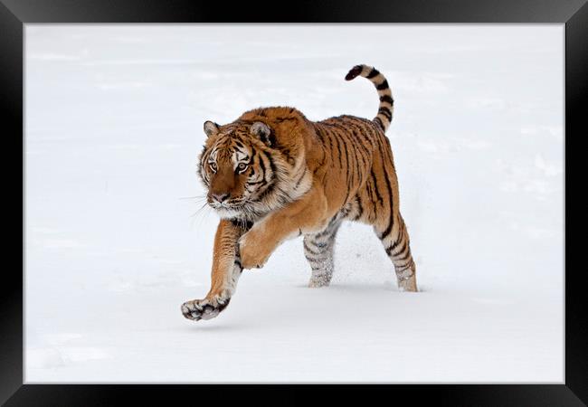 Siberian tiger running through the snow America Framed Print by Jenny Hibbert